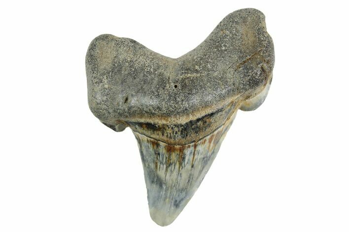 Rare Eocene Fossil Shark (Otodus) Tooth - England #352105